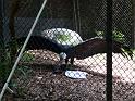 Condor stretching